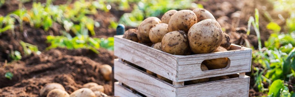 Perunapelto ja perunoita kapassa